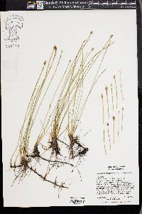 Eleocharis macrostachya image