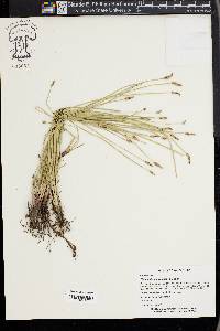 Eleocharis macrostachya image