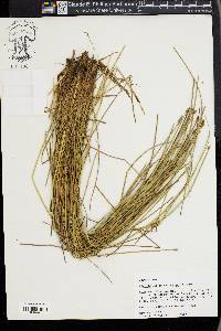 Eleocharis melanocarpa image