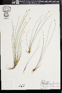 Eleocharis melanocarpa image