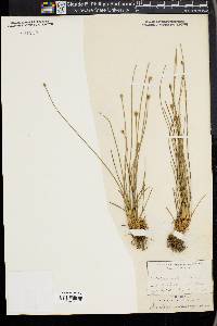 Eleocharis melanocarpa image