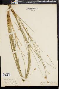 Eleocharis melanocarpa image