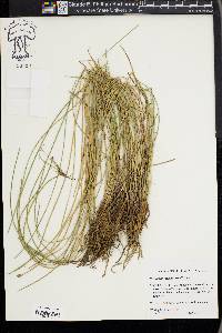 Eleocharis melanocarpa image