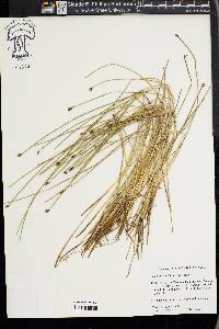 Eleocharis melanocarpa image