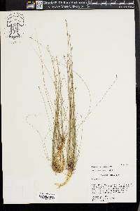 Eleocharis microcarpa image