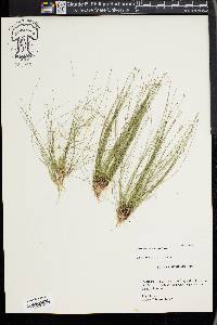 Eleocharis microcarpa image