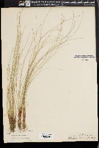 Eleocharis microcarpa image