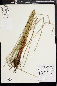 Eleocharis montana image