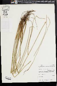 Eleocharis montana image