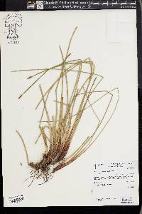 Eleocharis montana image