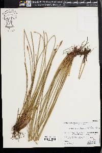 Eleocharis montana image