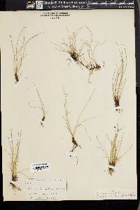 Eleocharis montana image