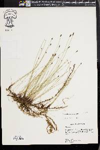 Eleocharis montevidensis image