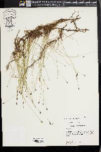 Eleocharis montevidensis image