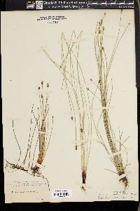 Eleocharis montevidensis image