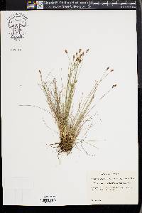 Eleocharis montevidensis image