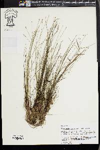 Eleocharis nigrescens image