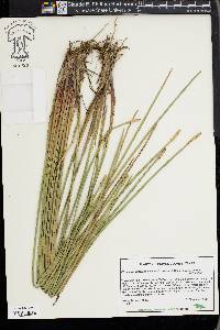 Eleocharis quadrangulata image