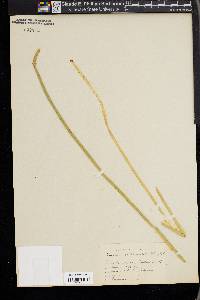 Eleocharis quadrangulata image