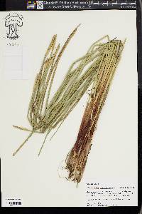 Eleocharis quadrangulata image