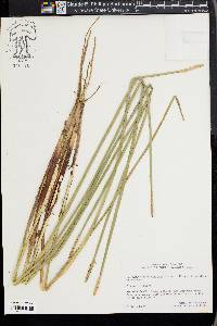 Eleocharis quadrangulata image