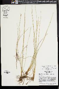 Eleocharis quinqueflora image