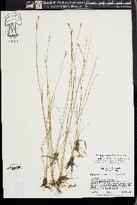 Eleocharis quinqueflora image