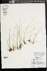 Eleocharis quinqueflora image