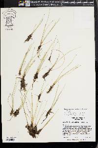 Eleocharis quinqueflora image