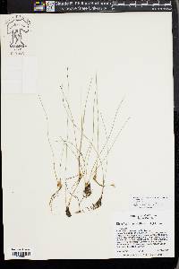 Eleocharis quinqueflora image