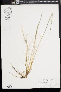 Eleocharis robbinsii image