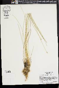 Eleocharis rostellata image