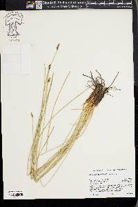 Eleocharis rostellata image