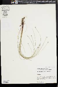 Eleocharis tenuis image