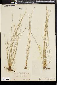 Eleocharis tenuis image