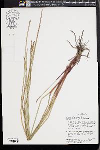 Eleocharis tiarata image