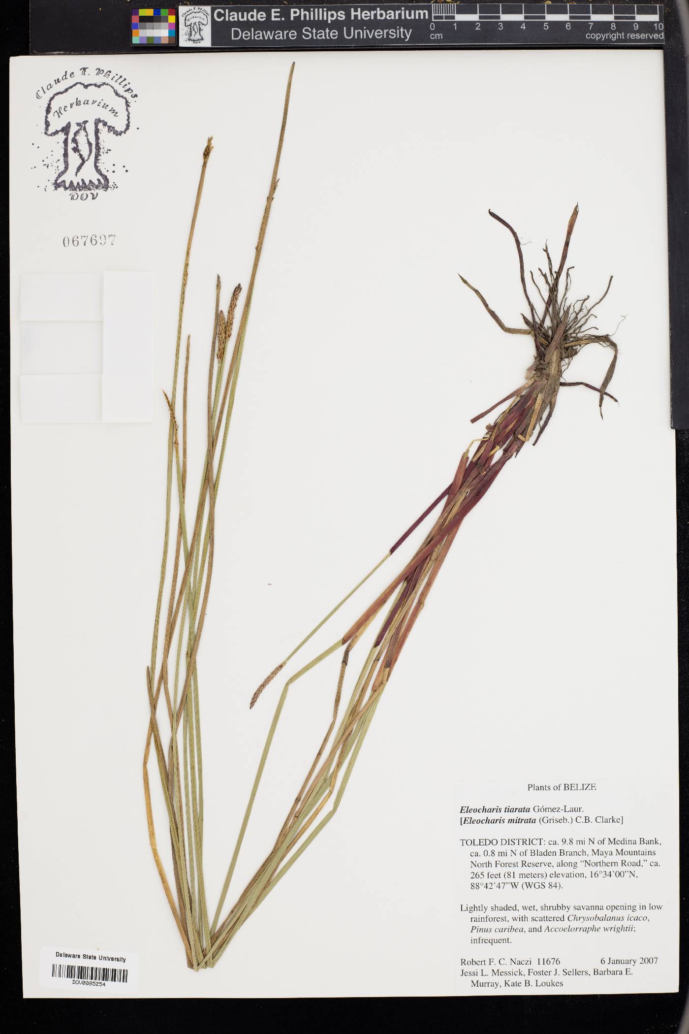 Eleocharis tiarata image