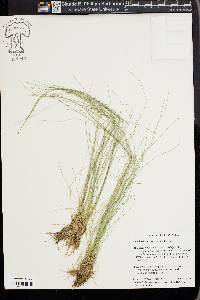 Eleocharis tortilis image