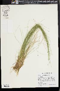 Eleocharis tortilis image