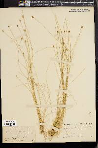 Eleocharis tortilis image