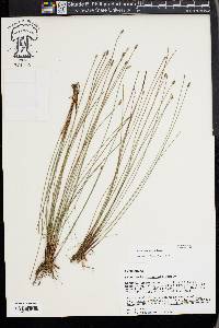 Eleocharis tricostata image