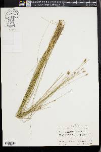 Eleocharis tuberculosa image