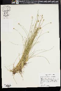 Eleocharis tuberculosa image