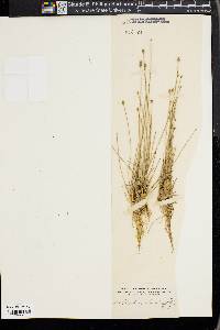 Eleocharis tuberculosa image