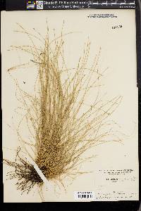 Eleocharis vivipara image