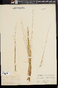 Eleocharis wolfii image