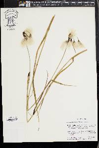 Eriophorum angustifolium image