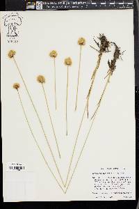 Eriophorum crinigerum image