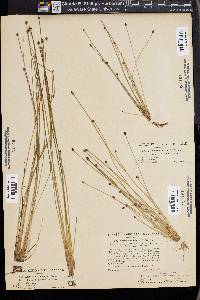 Eleocharis ovata image