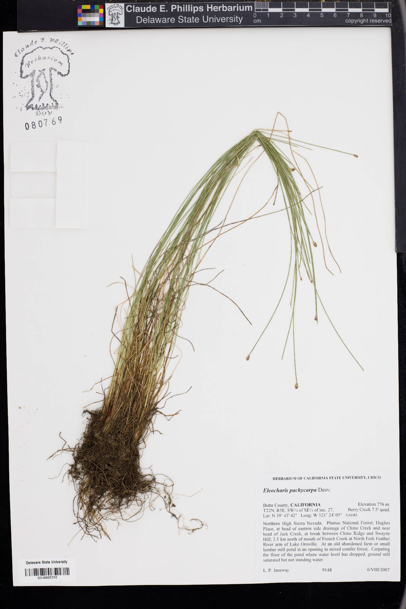 Eleocharis pachycarpa image